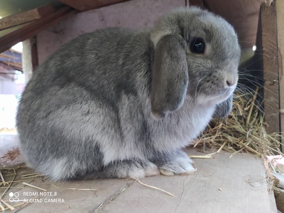 blue chinchilla neboli squirrel